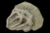 Fossil Crinoid (Agaricocrinus) - Crawfordsville, Indiana #135542-1
